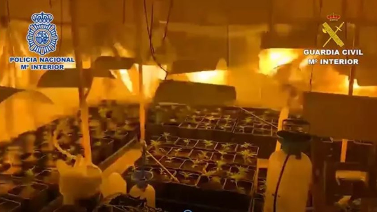 Plantación de Marihuana en Soto del Real