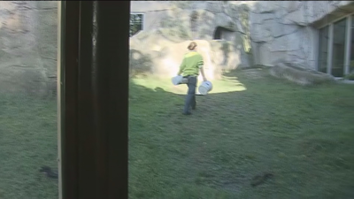 Investigan las causas del ataque del gorila a una cuidadora: "Parece que no quiso dañarla, sólo echarla de allí"