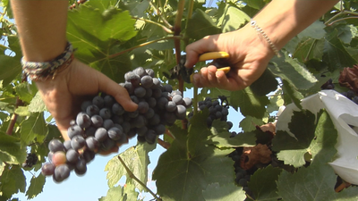 A la espera de una buena cosecha en la vendimia más atípica