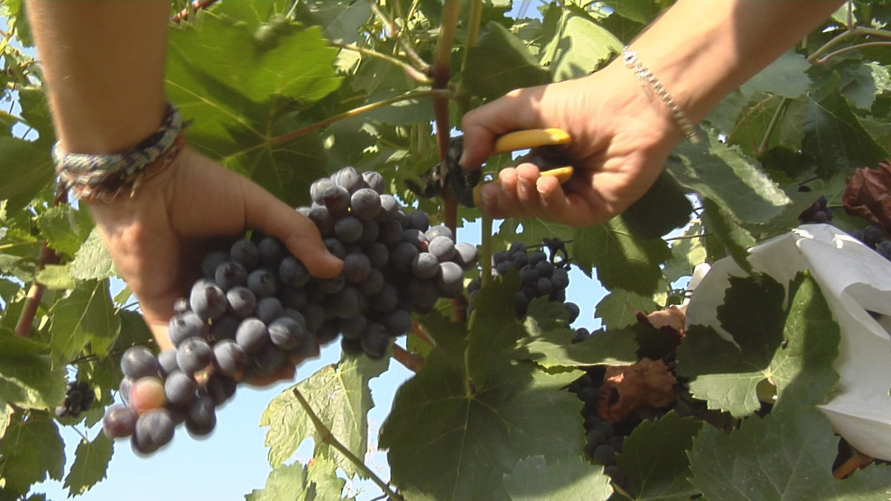 A la espera de una buena cosecha en la vendimia más atípica