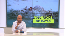 Preocupación ante una plaga de ratas en Vicálvaro
