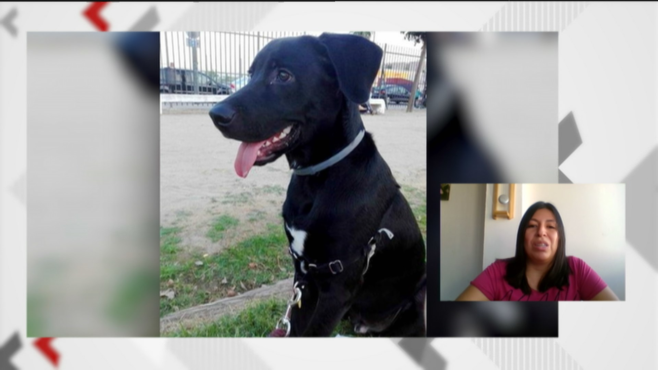 Le roban a su perro 'Cooper' en Parla y pide ayuda porque no puede ir a buscarlo por el confinamiento