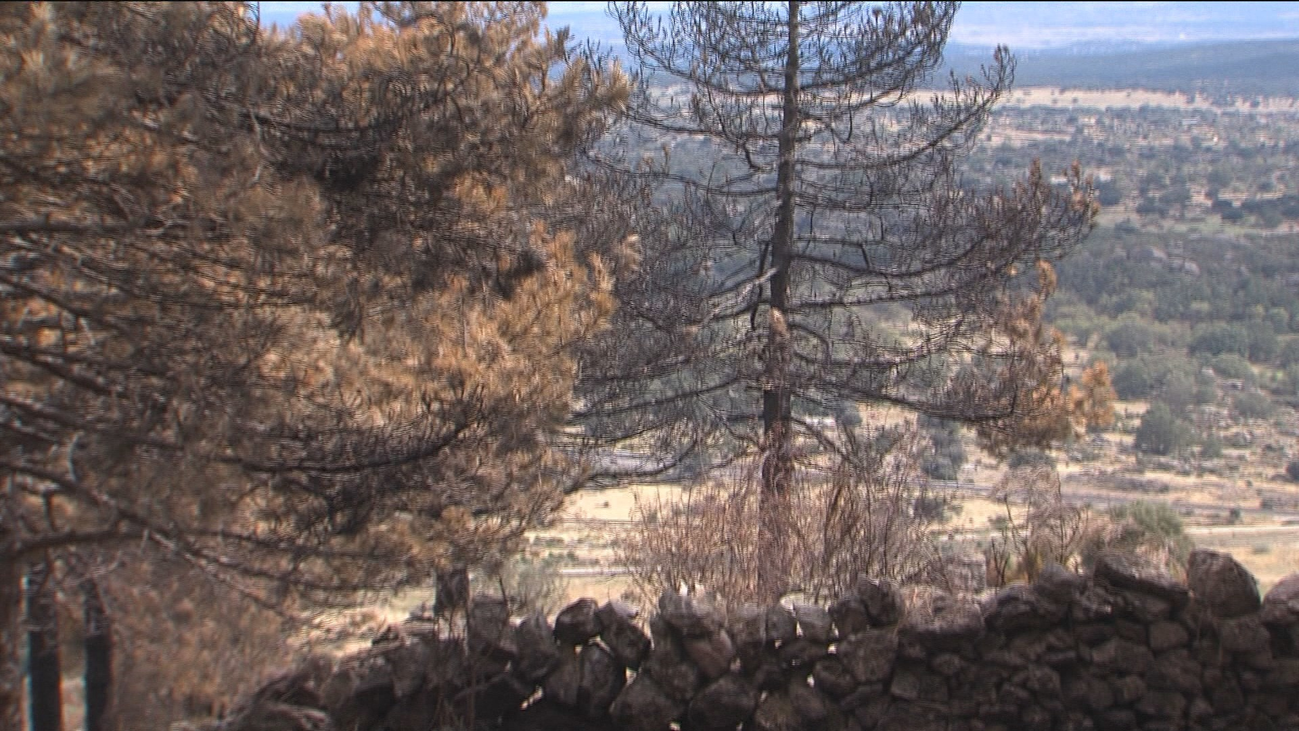 Conocemos el plan de repoblación de Robledo de Chavela