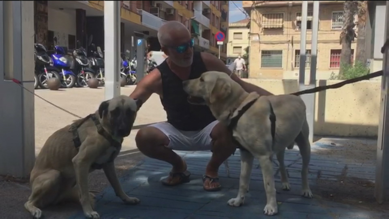 En marcha el  Proyecto K-Anary en Cataluña que adiestra perros para detectar el Covid 19