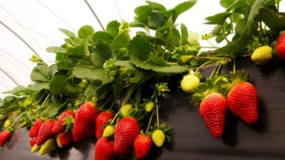 Mil plantas de fresa en los balcones medirán la calidad del aire en Madrid y Barcelona
