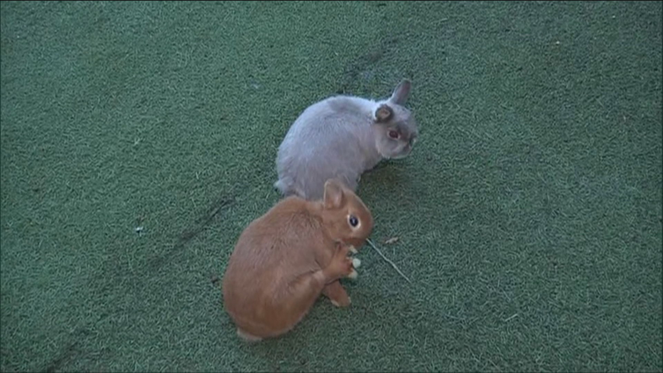 Una residencia, guardería y criadero de conejos en Moralzarzal