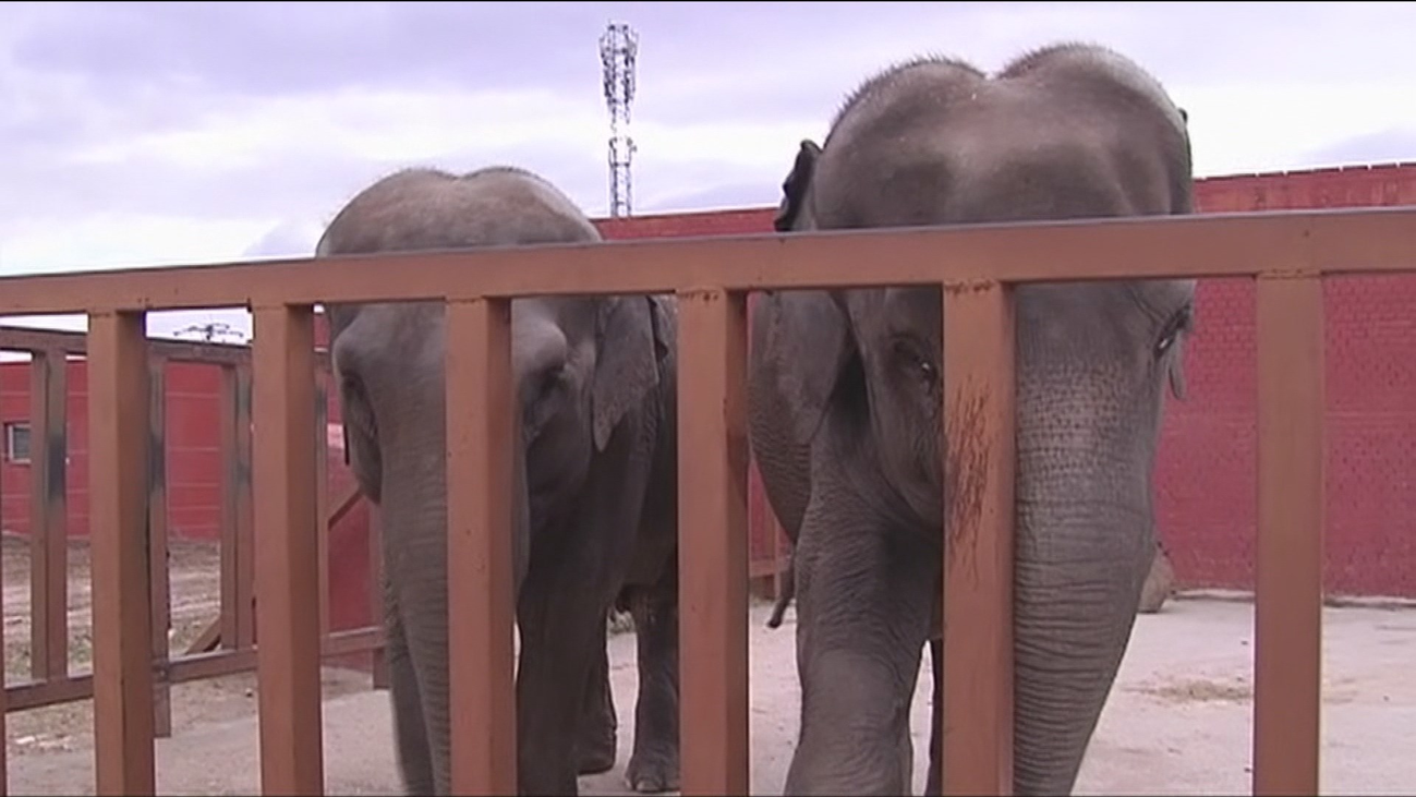 Asistimos al entrenamiento de los dos elefantes más longevos del Safari