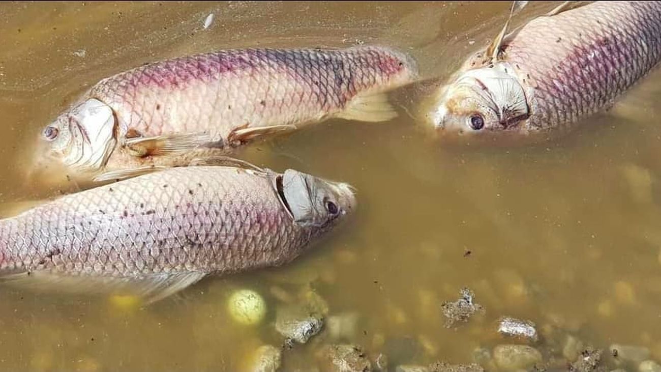 Vecinos de Aranjuez retiran decenas de peces muertos en el estanque del campo de golf