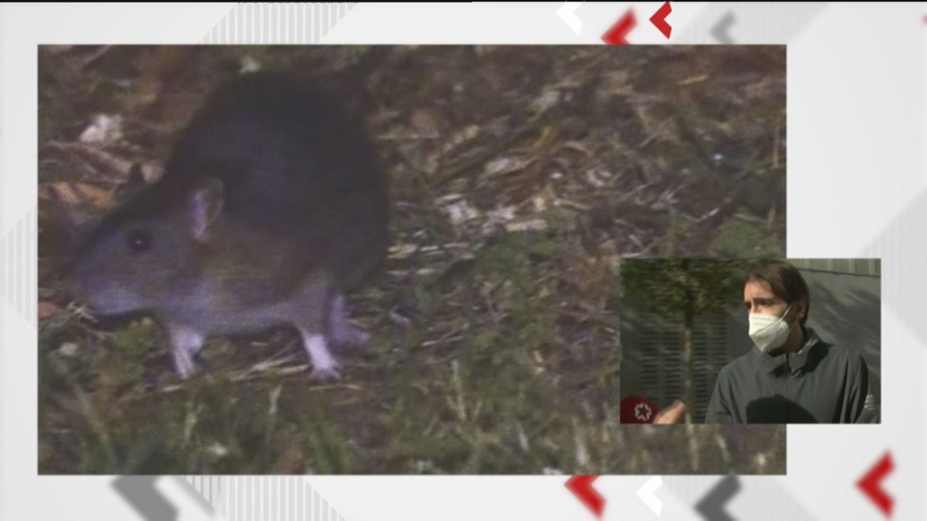 Plaga de ratas en una guardería de Arganzuela