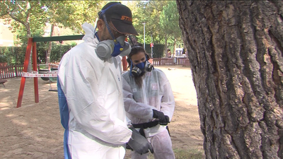 San Sebastián de los Reyes le declara la guerra a la procesionaria