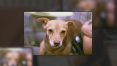 Buscan a Pícara, una perrita perdida en Madrid Río