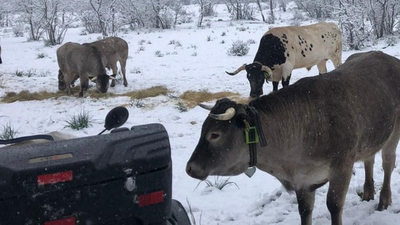 Ganadería sostenible con el medio ambiente