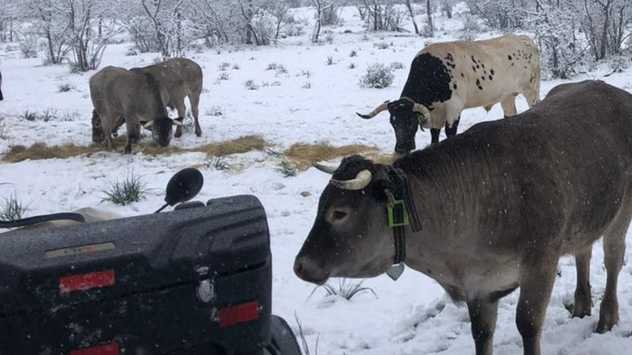 Ganadería sostenible con el medio ambiente