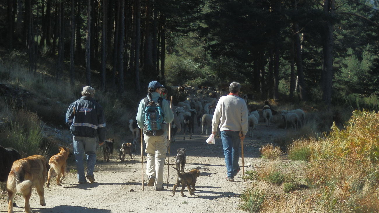 Pastores, perros y ovejas atravesando la Sierra de Guadarrama