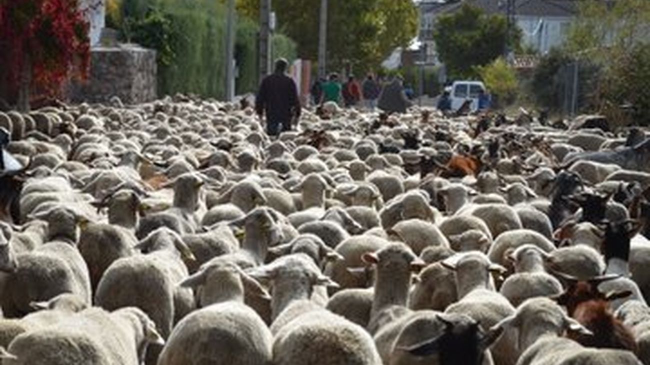 Un rebaño trashumante de 1.300 ovejas logra llegar a Madrid pese a la covid
