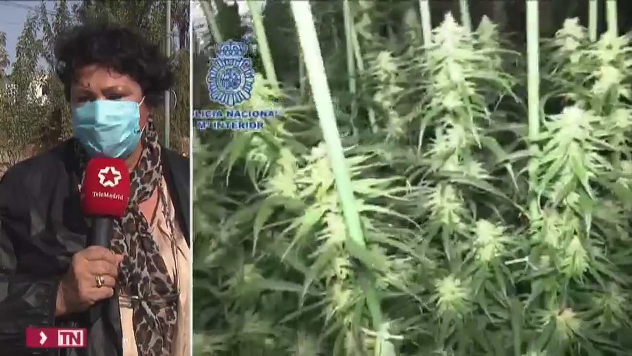 Arde una chabola que escondía una plantación de marihuana en la Cañada Real