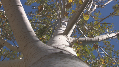 34 paseos por los Sotos de Aranjuez