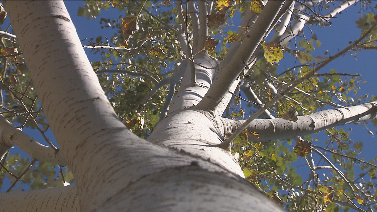 34 paseos por los Sotos de Aranjuez