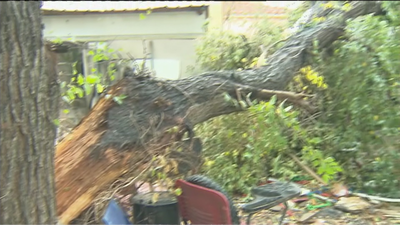 Cae un enorme árbol en un patio de La Cañada y piden "que vengan a quitarlo por favor porque nosotros no podemos"