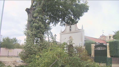 Pinto pierde su histórico olmo de más de 300 años