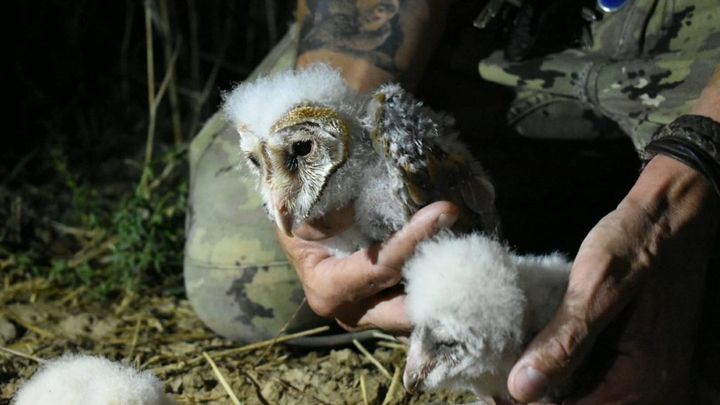 Ejemplares jóvenes de lechuza / BRINZAL
