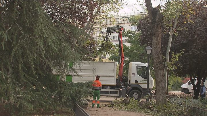 Un árbol talado por los daños sufridos por la tormenta Bárbara / TELEMADRID