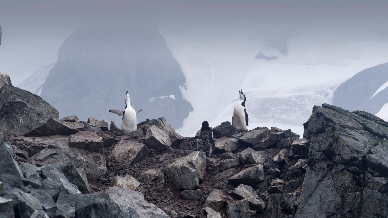 El documental ‘Antártida: un mensaje de otro planeta’ llega a los cines