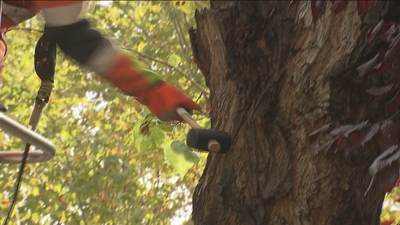 Revisan todo el arbolado de la ciudad de Madrid para evitar la caída de ejemplares si llega otro temporal