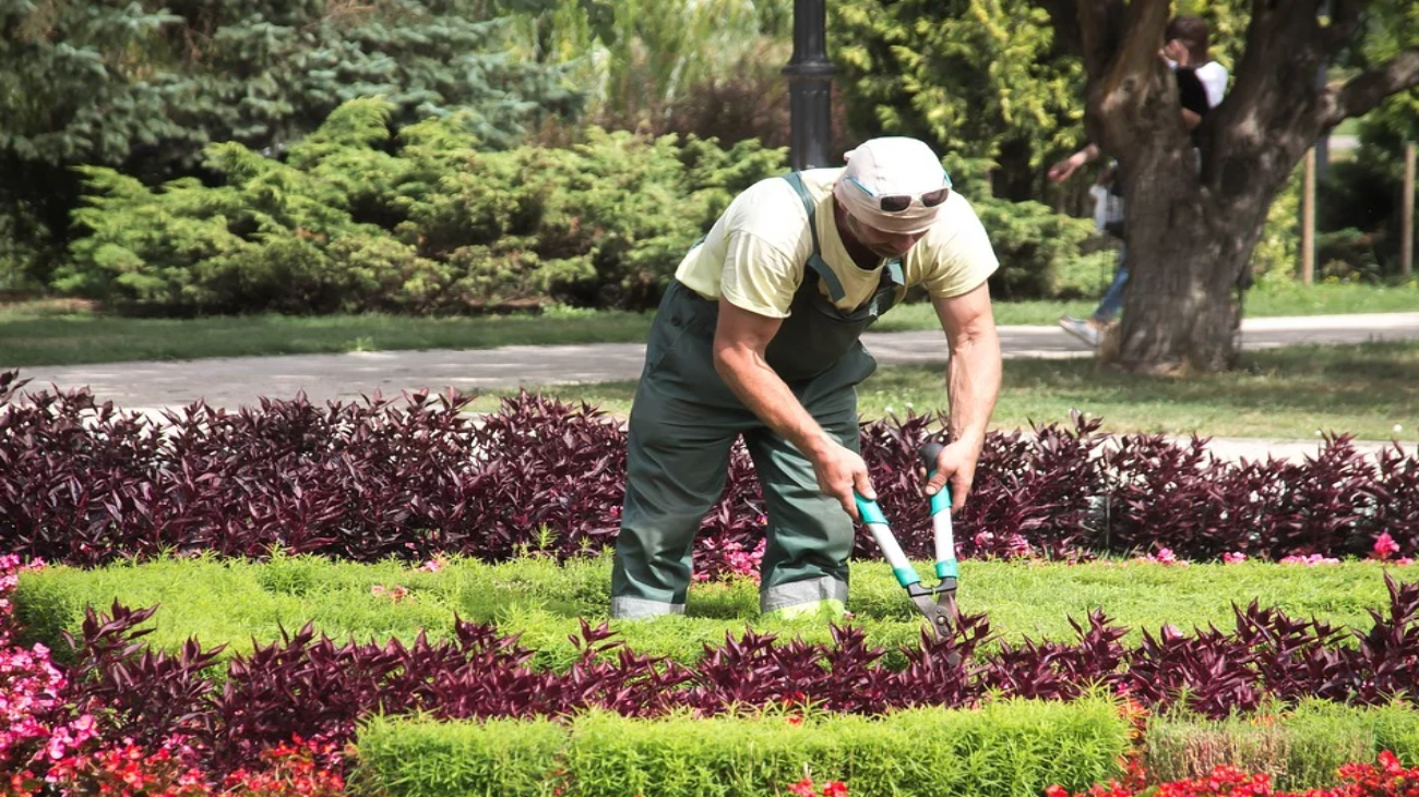 Jardinero realizando trabajos de poda