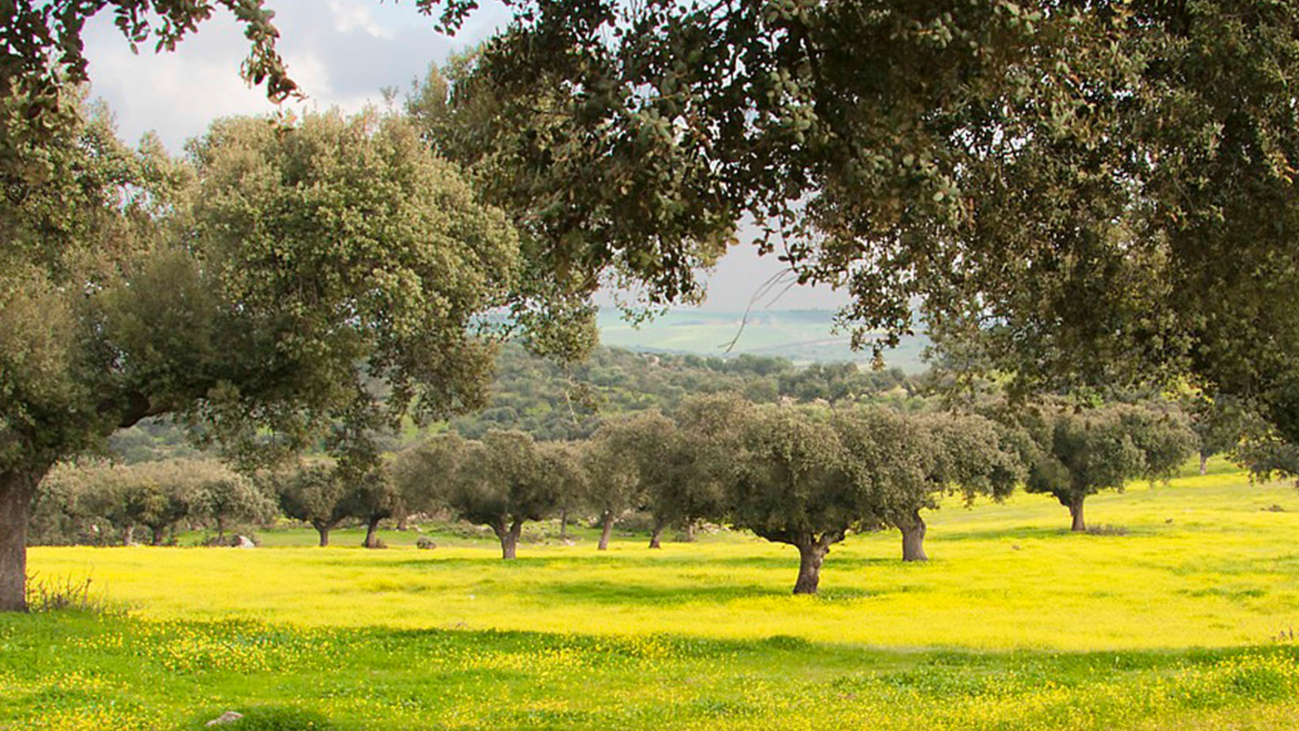 Un bosque para esparcir las cenizas de forma ecológica y legal