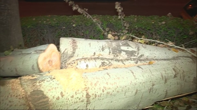 El árbol de la discordia, en Hortaleza