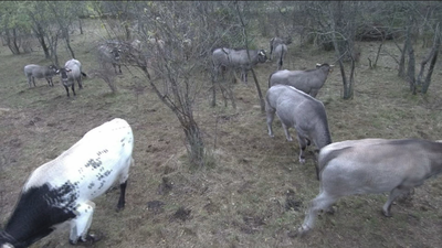 Acercan la carne de las mejores reses a la mesa con un código QR