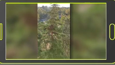 Una plaga de cotorras invade la plaza de Coimbra en Carabanchel