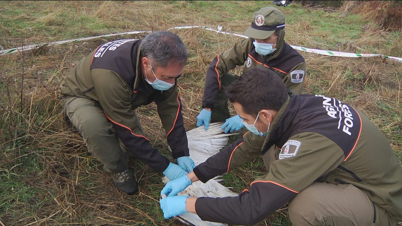Más de un millón de aves mueren cada año en los tendidos peligrosos