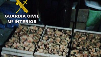 Dos hombres intentan pasar 70 kg de níscalos de Segovia a Madrid con el permiso de recolección de otra persona