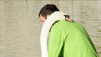 El inesperado final de la historia entre un cisne y su cuidador
