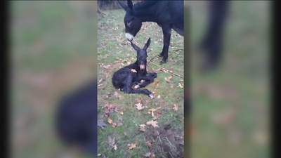 La adorable historia de la burra Juanita y su recién nacido