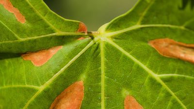 Convocadas las ayudas para luchar contra el 'ébola de los olivos' en Madrid