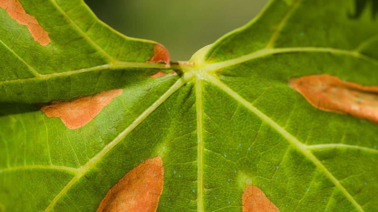 Hoja afectada por la bacteria Xylella fastidiosa
