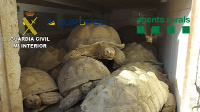 Cae una red por traficar con 300 especies de alta protección, entre ellas tortugas valoradas en 30.000 euros