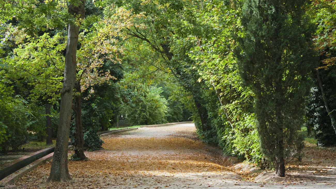 Madrid plantará 13.000 árboles en los alcorques vacíos