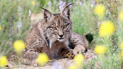 El Galeón de Manila: Fauna Ibérica