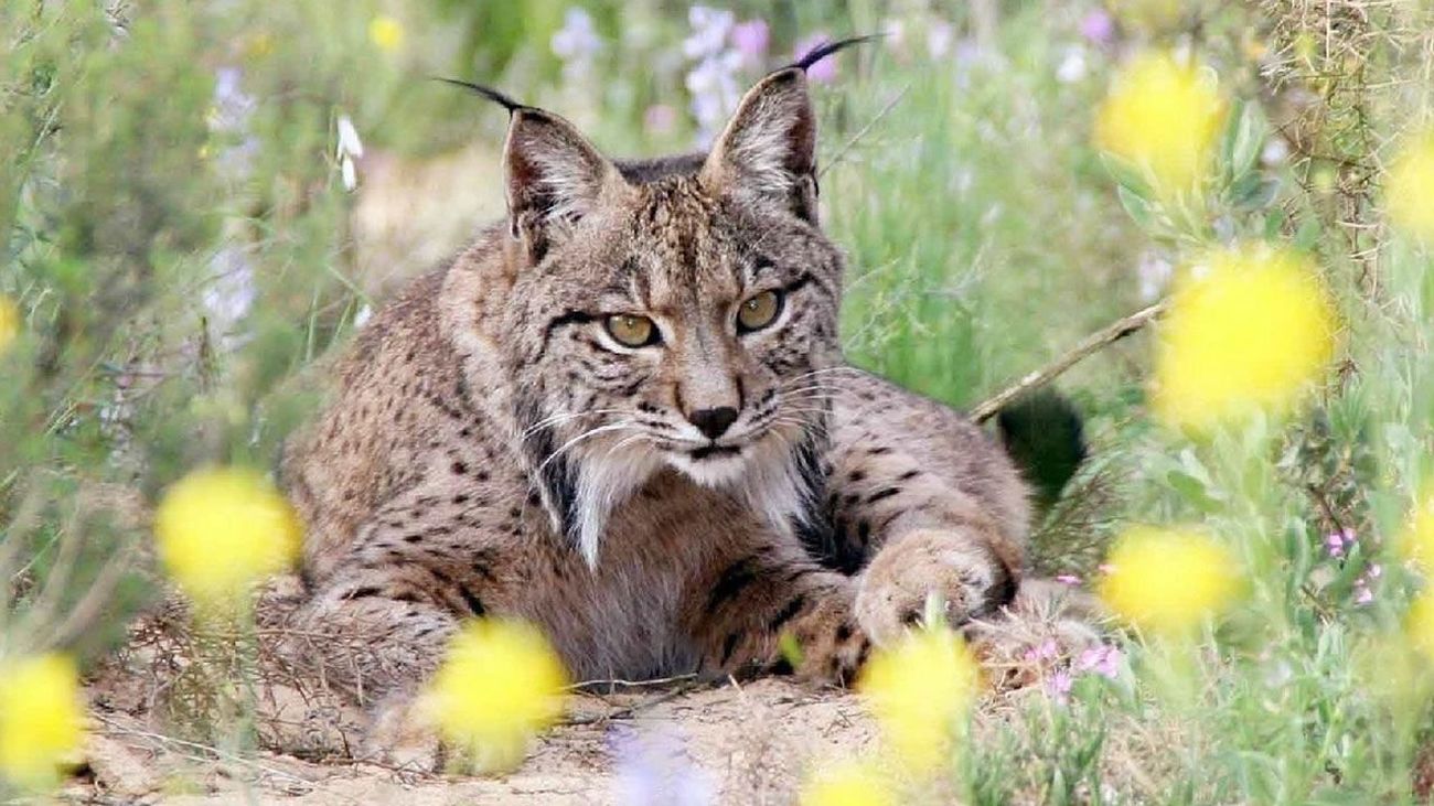 El Galeón de Manila: Fauna Ibérica