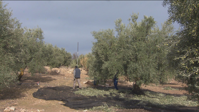 Los olivares madrileños se desnudan