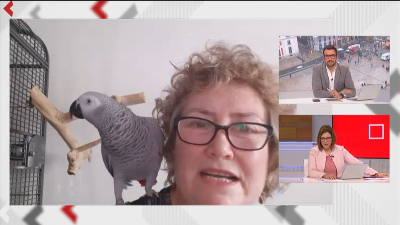 Áurea ha encontrado a su loro perdido con la ayuda de Telemadrid