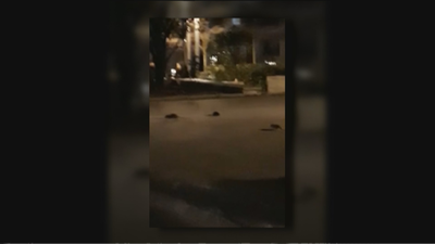 Ratas enormes en la plaza de Santo Domingo, en pleno centro de Madrid