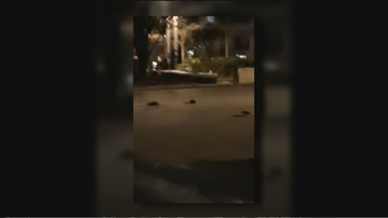 Ratas enormes en la plaza de Santo Domingo, en pleno centro de Madrid
