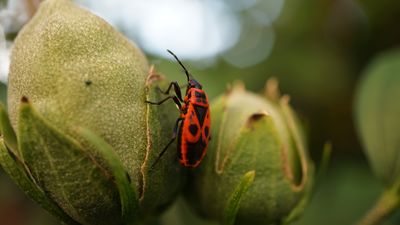 Biomaratón, el primer maratón fotográfico de espacios naturales de Madrid