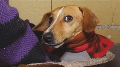 Las protectoras de animales piden donaciones para superar el invierno