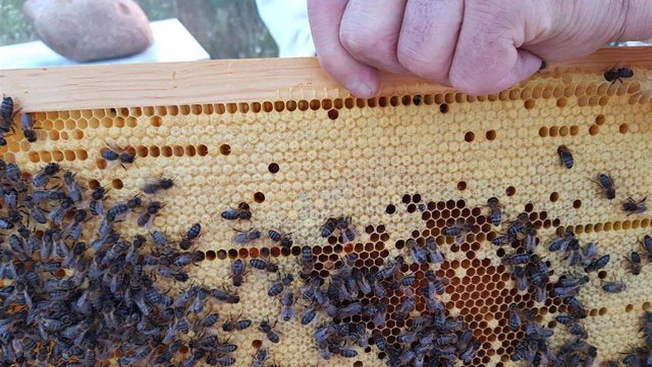 Crean el primer mapa mundial de las abejas